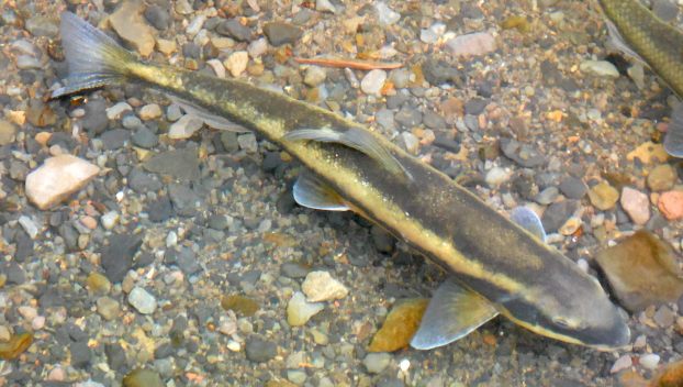 A tan bridgelip sucker fish rests at the bottom of a shallow creek with small pebbles along the bed