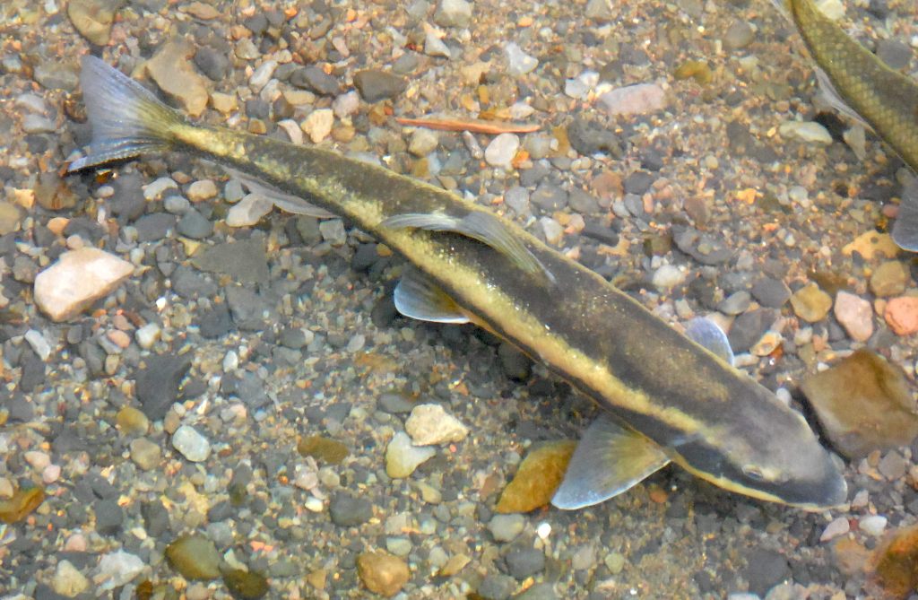 A tan bridgelip sucker fish rests at the bottom of a shallow creek with small pebbles along the bed