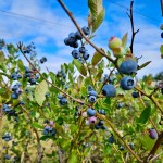 Ripe blueberries on the bush on a sunny blue sky day at a u-pick farm in Gresham.