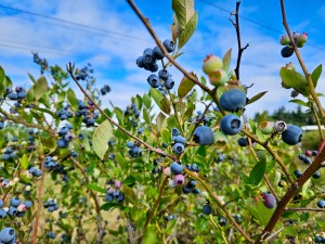 Ripe blueberries on the bush on a sunny blue sky day at a u-pick farm in Gresham.
